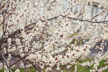 Téléchargez les photos : Foyer sélectif de belles branches de fleurs de cerisier blanc sur l'arbre sous le ciel bleu, belles fleurs Sakura pendant la saison printanière dans le parc, texture motif floral, fond de la nature. - en image libre de droit