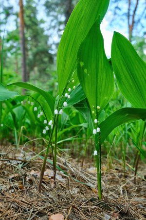 Téléchargez les photos : The green glade of lily of the valley flowers in the spring forest. White may-lily flower on clearing in the woods among the green leaves. - en image libre de droit
