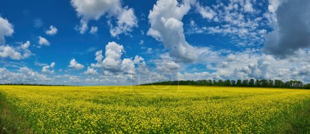 Téléchargez les photos : Fine panorama of rapeseed field and cloudscape. - en image libre de droit
