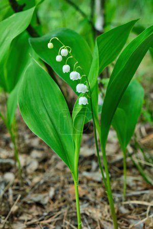 Foto de The green glade of lily of the valley flowers in the spring forest. White may-lily flower on clearing in the woods among the green leaves. - Imagen libre de derechos