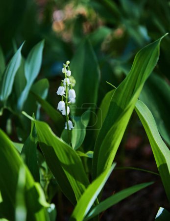 Téléchargez les photos : Lily of the valley Convallaria majalis, blooming in the spring forest, close-up - en image libre de droit
