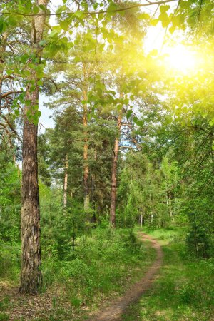 Foto de Beautiful summer view of a pine forest in Sweden with a walking path and blueberry sprigs covering the forest floor - Imagen libre de derechos