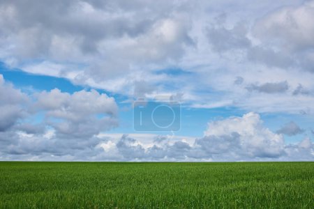 Foto de Gloomy storm clouds over a wheat field, rainy summer - Imagen libre de derechos