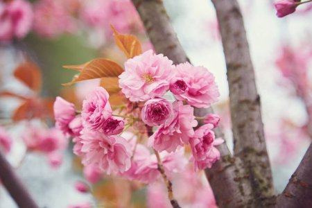 Photo for Cherry Blossom in spring with Soft focus, Sakura season in korea,Background. - Royalty Free Image