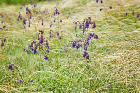Photo for Landscape with Stipe Feather Grass or Grass Needle Nassella tenuissima. Summer in Ukraine - Royalty Free Image