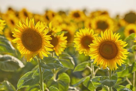 Foto de Sunflowers on a market and a little bumblebee. High quality photo. Selective focus - Imagen libre de derechos