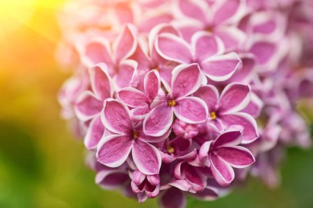 Téléchargez les photos : Belles fleurs lilas pourpres. Macro photo de fleurs de printemps lilas. Fond floral. - en image libre de droit