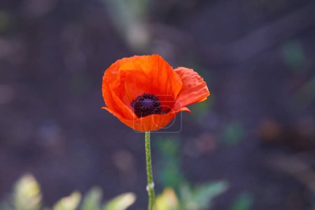 Téléchargez les photos : Bright red poppy flower against the green ears on a sunny spring day. Growing raw materials for confectionery. - en image libre de droit