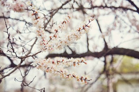 Foto de Enfoque selectivo de hermosas ramas de flores blancas de cerezo en el árbol bajo el cielo azul, hermosas flores Sakura durante la temporada de primavera en el parque, textura del patrón floral, fondo de la naturaleza. - Imagen libre de derechos