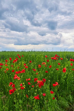 Foto de El enorme campo de flores de amapolas rojas. Sol y nubes. Ver muchas amapolas y primer plano - Imagen libre de derechos