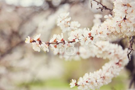 Foto de Rama con hermosas flores de albaricoque blanco primavera en el árbol. Escena natural con albaricoque floreciente sobre fondo de flor. Concepto de floración botánica. Fondo floreciente - Imagen libre de derechos