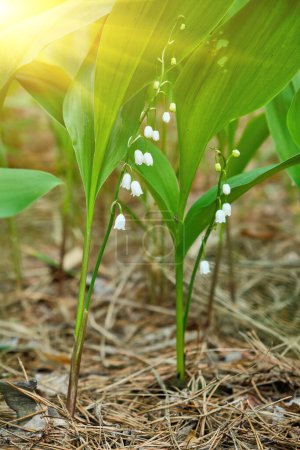Photo for The green glade of lily of the valley flowers in the spring forest. White may-lily flower on clearing in the woods among the green leaves. - Royalty Free Image