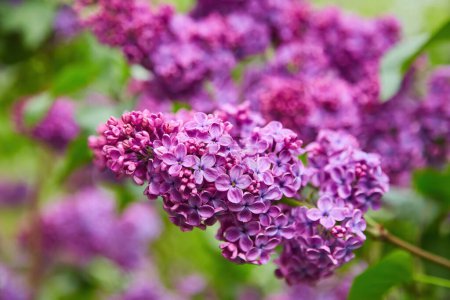 Téléchargez les photos : Arbuste lilas violet fleurit au printemps. Beau fond d'écran nature florale dans le jardin vert - en image libre de droit