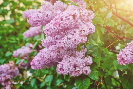 Photo for Beautiful lilac flowers branch on a green background, natural spring background, soft selective focus. High quality photo - Royalty Free Image