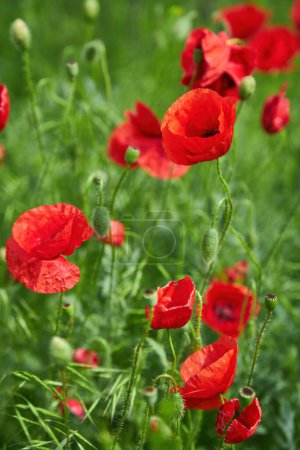 Photo for Wild red poppy flowers. large poppy field, beautiful flowers. - Royalty Free Image