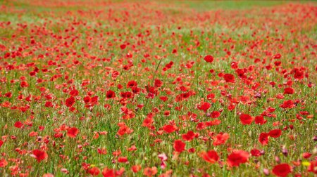 Foto de Flores de amapola roja salvaje. gran campo de amapola, hermosas flores. - Imagen libre de derechos
