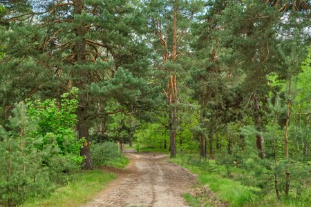 Téléchargez les photos : Beautiful summer view of a pine forest in Sweden with a walking path and blueberry sprigs covering the forest floor - en image libre de droit