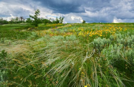 Téléchargez les photos : Landscape with Stipe Feather Grass or Grass Needle Nassella tenuissima. Summer in Ukraine - en image libre de droit