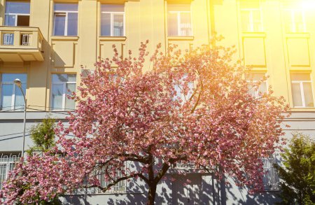 Photo for Beautiful blooming sakura trees in alley. Pink sakura flowers on branches in sunny light in spring city street, landscape view. Enjoying spring in the city - Royalty Free Image