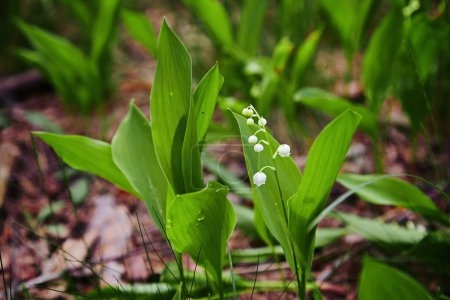 Photo for Lily of the valley Convallaria majalis, blooming in the spring forest, close-up - Royalty Free Image