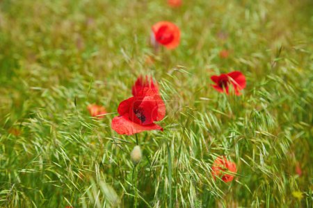 Téléchargez les photos : Fleurs de pavot rouge sauvage. grand champ de pavot, belles fleurs. - en image libre de droit