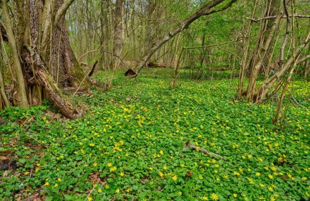Foto de Hermosos paisajes forestales. Flores de primavera en el bosque. - Imagen libre de derechos