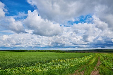 Téléchargez les photos : Paysage rural a panorama avec un champ et le ciel bleu d'été. Agriculture - en image libre de droit