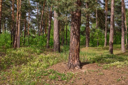 Téléchargez les photos : Summer forest. Beautiful landscape with pine forest and dirt road. Ecologically clean place with fresh air. - en image libre de droit