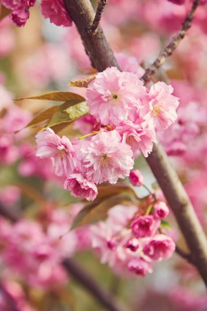 Téléchargez les photos : Incroyable cerisier rose fleurit sur l'arbre Sakura dans un ciel bleu. Bel arbre de printemps. - en image libre de droit