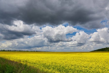 Foto de Una vista impresionante de flores de colza creciendo en el campo bajo un cielo azul nublado y soleado - Imagen libre de derechos