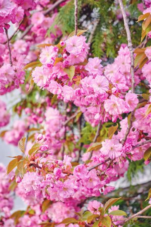Téléchargez les photos : Belle fleur de cerisier sakura au printemps sur ciel bleu. - en image libre de droit