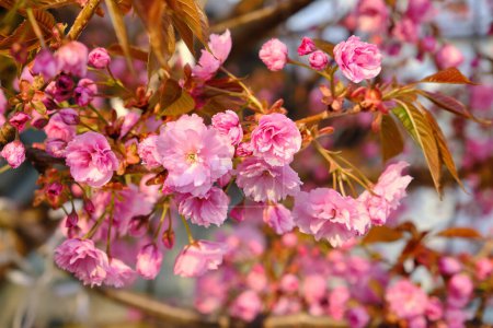 Téléchargez les photos : Belle fleur de cerisier sakura au printemps sur ciel bleu. - en image libre de droit