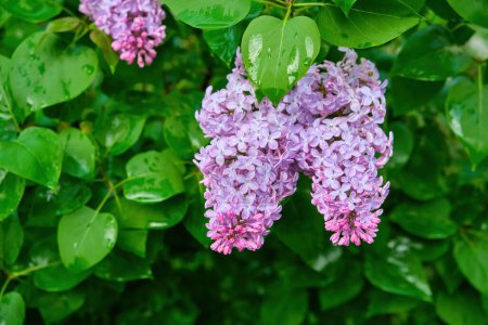 Photo for A branch of lilac lilac on a background of green leaves. Spring. - Royalty Free Image