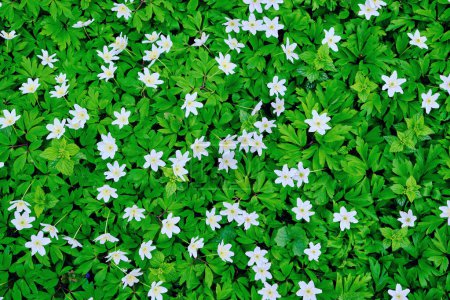 Foto de Anemone nemorosa is an early-spring flowering plant in the genus Anemone in the family Ranunculaceae. Common names include wood anemone, windflower - Imagen libre de derechos