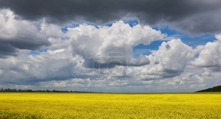 Foto de Una vista impresionante de flores de colza creciendo en el campo bajo un cielo azul nublado y soleado - Imagen libre de derechos