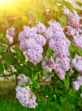 Téléchargez les photos : Beautiful lilac flowers with selective focus. Purple lilac flower with blurred green leaves. Spring blossom. Blooming lilac bush with tender tiny flower. Purple lilac flower on the bush. - en image libre de droit