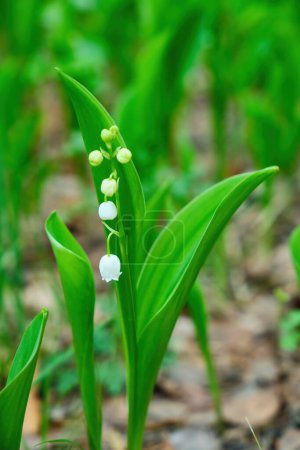 Téléchargez les photos : Lis de la vallée belles fleurs blanches dans la forêt - en image libre de droit