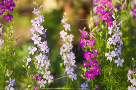 Foto de Delphinium elatum cerrar fondo. Flores multicolores Larkspur. Delphinium putple, azul, flores rosadas crece en el jardín - Imagen libre de derechos