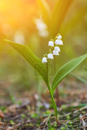 Photo for Lilies of the valley beautiful white flowers in the forest - Royalty Free Image