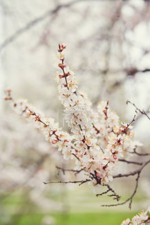Téléchargez les photos : Branche avec de belles fleurs blanches d'abricot de printemps sur l'arbre. Scène de nature avec abricot fleuri sur fond de fleur. Concept de floraison botanique. Fond fleuri - en image libre de droit