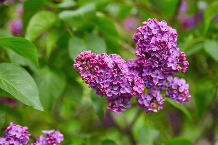 Photo for Big lilac branch bloom. Bright blooms of spring lilacs bush. Spring blue lilac flowers close-up on blurred background. Bouquet of purple flowers - Royalty Free Image