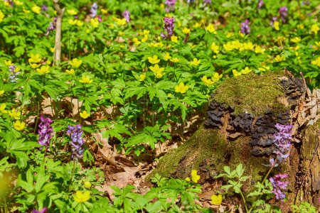 Téléchargez les photos : Paysage de Bluebell sous les arbres forestiers avec lever du soleil aube. Fleurs sauvages britanniques au printemps
. - en image libre de droit