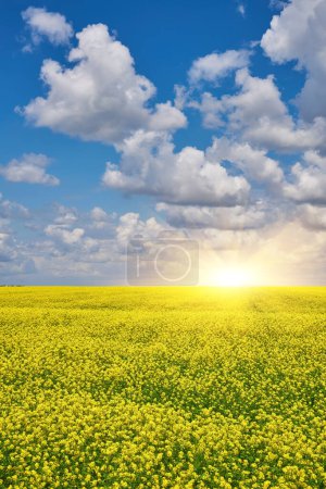 Foto de Field of colza rapeseed yellow flowers and blue sky, Ukrainian flag colors, Ukraine agriculture illustration - Imagen libre de derechos