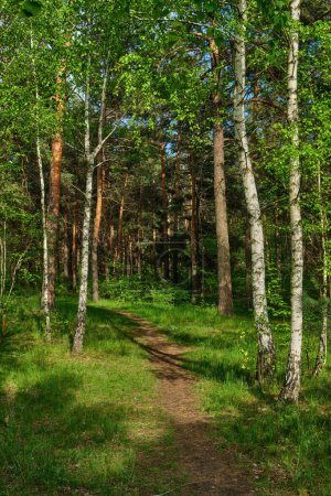 Téléchargez les photos : The footpath goes through birch grove. Summer natural background - en image libre de droit