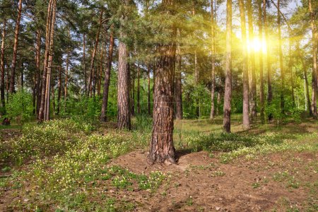 Foto de Trunks of pine trees illuminated by sunlight in a green coniferous pine forest in summer - Imagen libre de derechos
