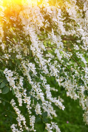 Téléchargez les photos : Acacia fleurissant au printemps. branche de fleurs avec un fond vert. Floraison blanche d'acacia, journée ensoleillée. Floraison abondante. Source de nectar pour miel tendre et parfumé. - en image libre de droit