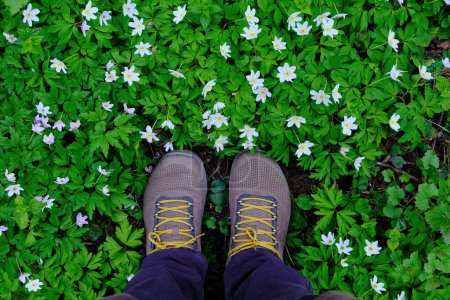 Téléchargez les photos : A field of white flowers with green grass on top and standing yellow sneakers. Top view copy space - en image libre de droit