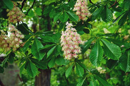Photo for Cluster with white chestnut flowers. White chestnut blossom with tiny tender flowers and green leaves background. Horse chestnut flower with selective focus. Horse chestnut blossoming in springtime. - Royalty Free Image