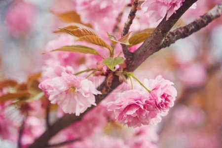Photo for Cherry Blossom in spring with Soft focus, Sakura season in korea,Background. - Royalty Free Image