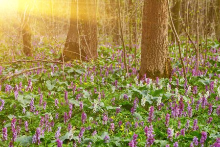Téléchargez les photos : Paysage de Bluebell sous les arbres forestiers avec lever du soleil aube. Fleurs sauvages britanniques au printemps
. - en image libre de droit